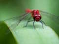 Spel Drakenvlieg puzzel  online