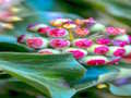 Spel Klimop plantenpuzzel  online