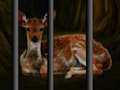 Spel Redding van wilde dieren  online