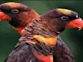 Spel Oranje Papegaaipuzzel  online