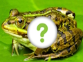 Spel Dieren huid  online