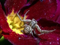 Spel Krab Spin puzzel  online