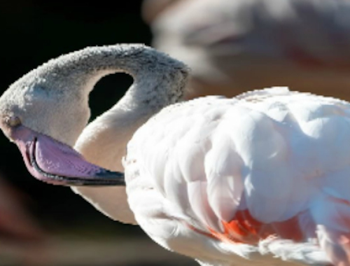 Spel Flamingo vogel puzzel  online